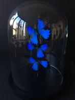 Ulysses Vlinders onder glazen stolp - Taxidermie volledige, Nieuw