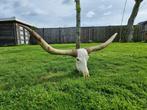 Langhoorn Schedel - XXL 159cm Longhorn Bull Skull - 0 cm -