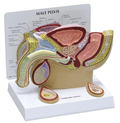 Anatomisch model mannelijk voortplantingssysteem ST-ATM 106, Divers, Matériel Infirmier, Envoi