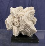 Verzamelobject: witte sponskoraal op een sokkelframe. Skelet, Nieuw