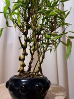 Boeddhas buik bamboe (Bambusa ventricosa) bonsai - Hoogte