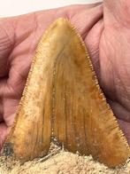 Megalodon tand 8,3 cm - Fossiele tand - Carcharocles