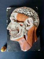 Onderwijs/demonstratiemodel - Gips - 1920-1930 - Zijaanzicht