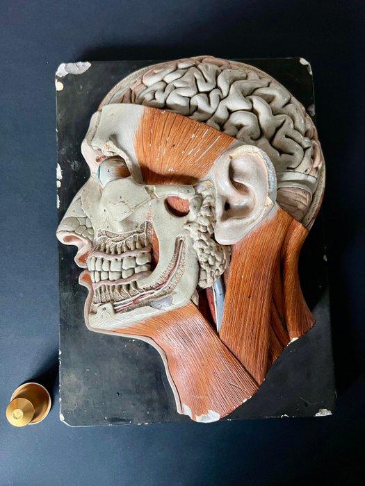 Onderwijs/demonstratiemodel - Gips - 1920-1930 - Zijaanzicht, Antiek en Kunst, Curiosa en Brocante