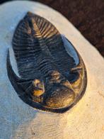 Trilobiet - Gefossiliseerd dier - Metacanthina, Verzamelen