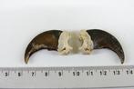 Ours noir Griffe - Ursus americanus - with legal transfer -, Nieuw