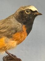 Codirosso Taxidermie volledige montage - Phoenicurus, Nieuw