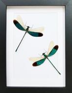 Libel Taxidermie volledige montage - Neurobasis chinensis -, Antiek en Kunst