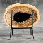 Prachtige plak versteende palmwortel op een op maat gemaakte