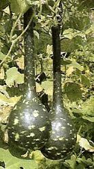 Amphora - 1000 zaden Amphora