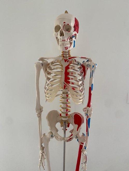 Modèle d’éducation/de démonstration - Résine - 2000-2010 -, Antiek en Kunst, Antiek | Wandborden en Tegels