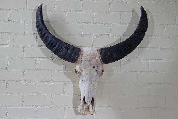 Australian Water Buffalo Schedel - Bubalus bubalis - 21 cm -, Verzamelen, Dierenverzamelingen