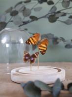 Vlinder Taxidermie volledige montage - Véritables Hypanartia