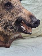 Sanglier Attila Support mural pour taxidermie - Sus scrofa -, Verzamelen, Dierenverzamelingen, Nieuw