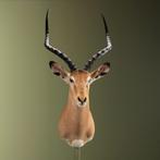 Impala Taxidermie Opgezette Dieren By Max, Ophalen of Verzenden, Nieuw, Wild dier, Opgezet dier