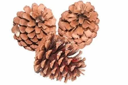 Dennenappels Reuze Maritima Naturel 10 cm BULK zak100 stuks, Maison & Meubles, Accessoires pour la Maison | Plantes & Fleurs artificielles