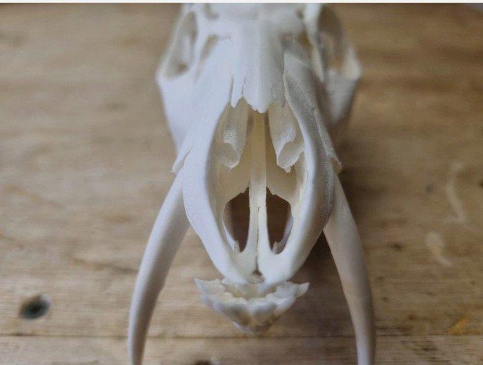 Chinese waterree Schedel van een zoogdier - Hydropotes, Collections, Collections Animaux