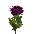 Chrysant single large chrysanthemum purple / st – zijdebloem, Nieuw