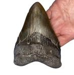 Haai - Fossiele tand - Megalodon - 12.7 cm - 9.73 cm, Verzamelen, Mineralen en Fossielen