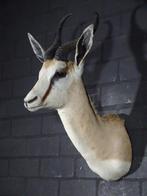 South African white Springbok Taxidermie wandmontage -