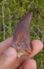 Dinosaure - Dent fossile - CARCHARODONTOSAURUS - 6.5 cm