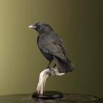 Kraai Taxidermie Opgezette Dieren By Max, Verzamelen, Dierenverzamelingen, Ophalen of Verzenden, Nieuw, Vogel, Opgezet dier