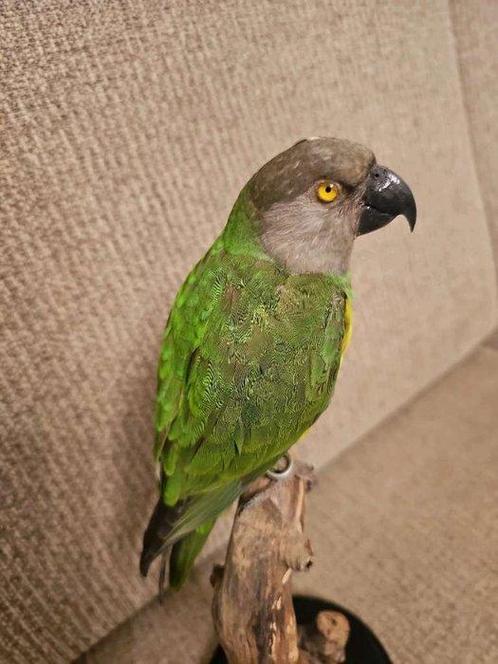 Perroquet du Sénégal Support de corps entier pour taxidermie, Verzamelen, Dierenverzamelingen