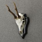 Reebok Schedel Taxidermie Opgezette Dieren By Max, Verzamelen, Dierenverzamelingen, Ophalen of Verzenden, Nieuw, Wild dier, Opgezet dier