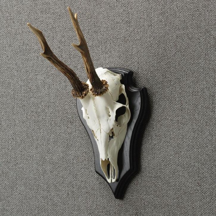 Reebok Schedel Taxidermie Opgezette Dieren By Max, Verzamelen, Dierenverzamelingen, Opgezet dier, Nieuw, Wild dier, Ophalen of Verzenden