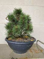 Den bonsai (Pinus) - Hoogte (boom): 40 cm - Diepte (boom):, Antiek en Kunst