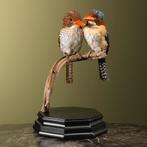 Zebra-IJsvogel Koppel Taxidermie Opgezette Dieren By Max, Ophalen of Verzenden, Nieuw, Vogel, Opgezet dier