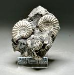 Ammoniet Uilenogen. - Gefossiliseerde schelp - Pleuroceras, Verzamelen