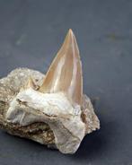 Reusachtig Otodus Obliquus tanden van de haai in Moeder -