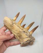 Fossiel onderkaakbot - Espectácular mandíbula fóssil, Verzamelen, Mineralen en Fossielen