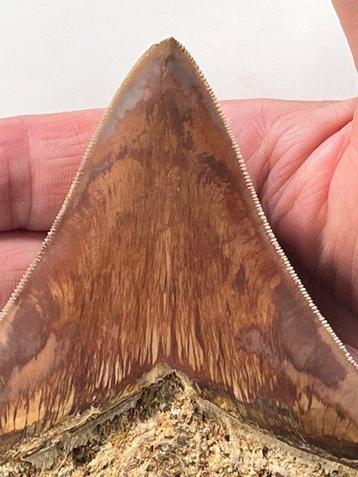 Megalodon tand 11,4 cm - Fossiele tand - Carcharocles