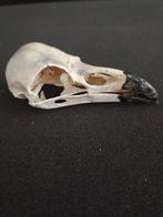 Raaf Schedel - Corvus corax - 4 cm - 5 cm - 12 cm, Nieuw