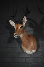 Impala Support mural pour taxidermie - Aepyceros melampus -, Collections, Collections Animaux