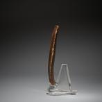 Oud-Egyptisch Vuursteen Vuistbijl - mes. 8 cm H. Neolithicum