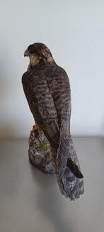 Lanner Falcon Taxidermie volledige montage - Falco biarmicus, Verzamelen, Dierenverzamelingen, Nieuw