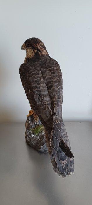 Lanner Falcon Taxidermie volledige montage - Falco biarmicus, Verzamelen, Dierenverzamelingen