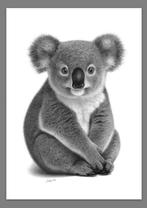 Schu - Koala Joey