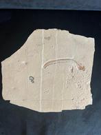 Vis - Fossiel skelet - Anguillavus - 32 cm - 34 cm, Verzamelen