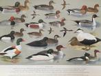 Oude originele schoolplaat. “ Watervogels “ - Slijper -, Antiek en Kunst