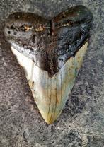 Megalodon - Fossiele tand - FEEDING DAMAGE? *HEART SHAPED*