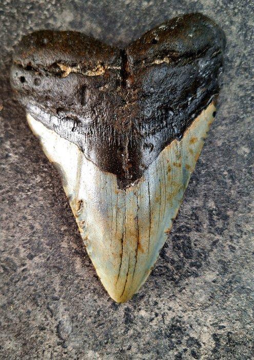 Megalodon - Fossiele tand - FEEDING DAMAGE? *HEART SHAPED*, Verzamelen, Mineralen en Fossielen
