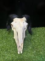 Schaap Schedel met gewei - Ovis Aries - 20 cm - 27 cm - 25