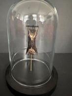 Chauve-souris Support de corps entier pour taxidermie -, Nieuw