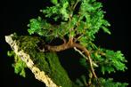Jeneverbes bonsai (Juniperus) - Hoogte (boom): 14 cm -
