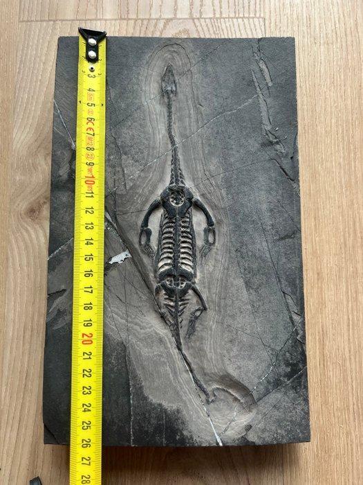 Zeereptiel - Gefossiliseerd dier - Keichousaurus - 26.2 cm -, Verzamelen, Mineralen en Fossielen