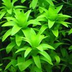 Tonina fluviatilis - In Vitro, Dieren en Toebehoren, Verzenden, Nieuw